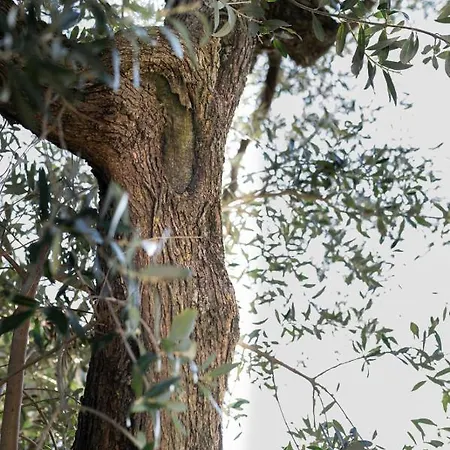 Alojamento de Turismo Rural La Poderina *