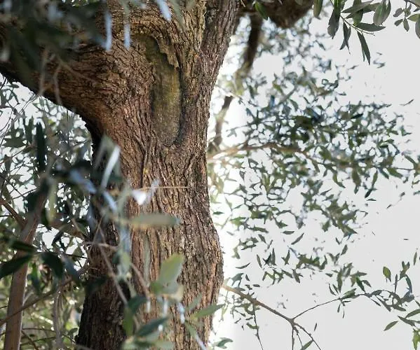 팜스테이 La Poderina *